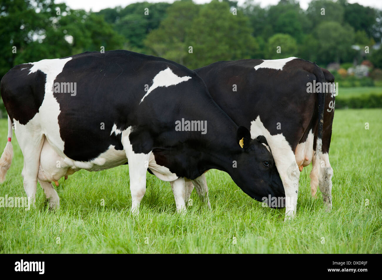 Dairy cows pushing each other in field. Cumbria, UK. Stock Photo