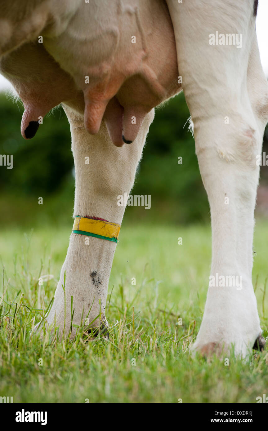 Marker round leg of a dairy cow, to alert farmer of health issue in parlour at milking time. Stock Photo