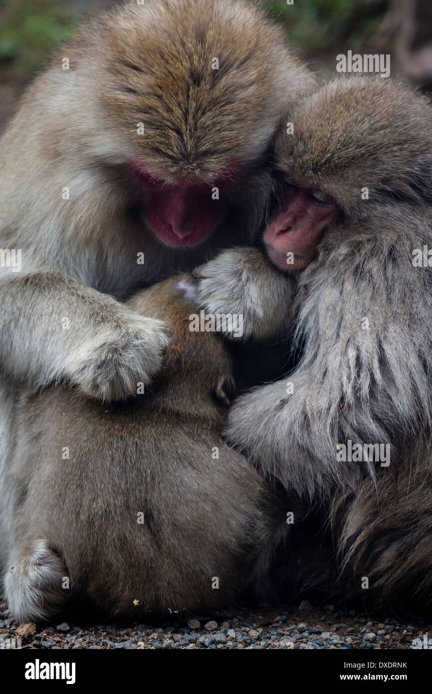 Japan monkey snow hi-res stock photography and images - Page Japan monkey snow hi-res stock photography and images - Page
