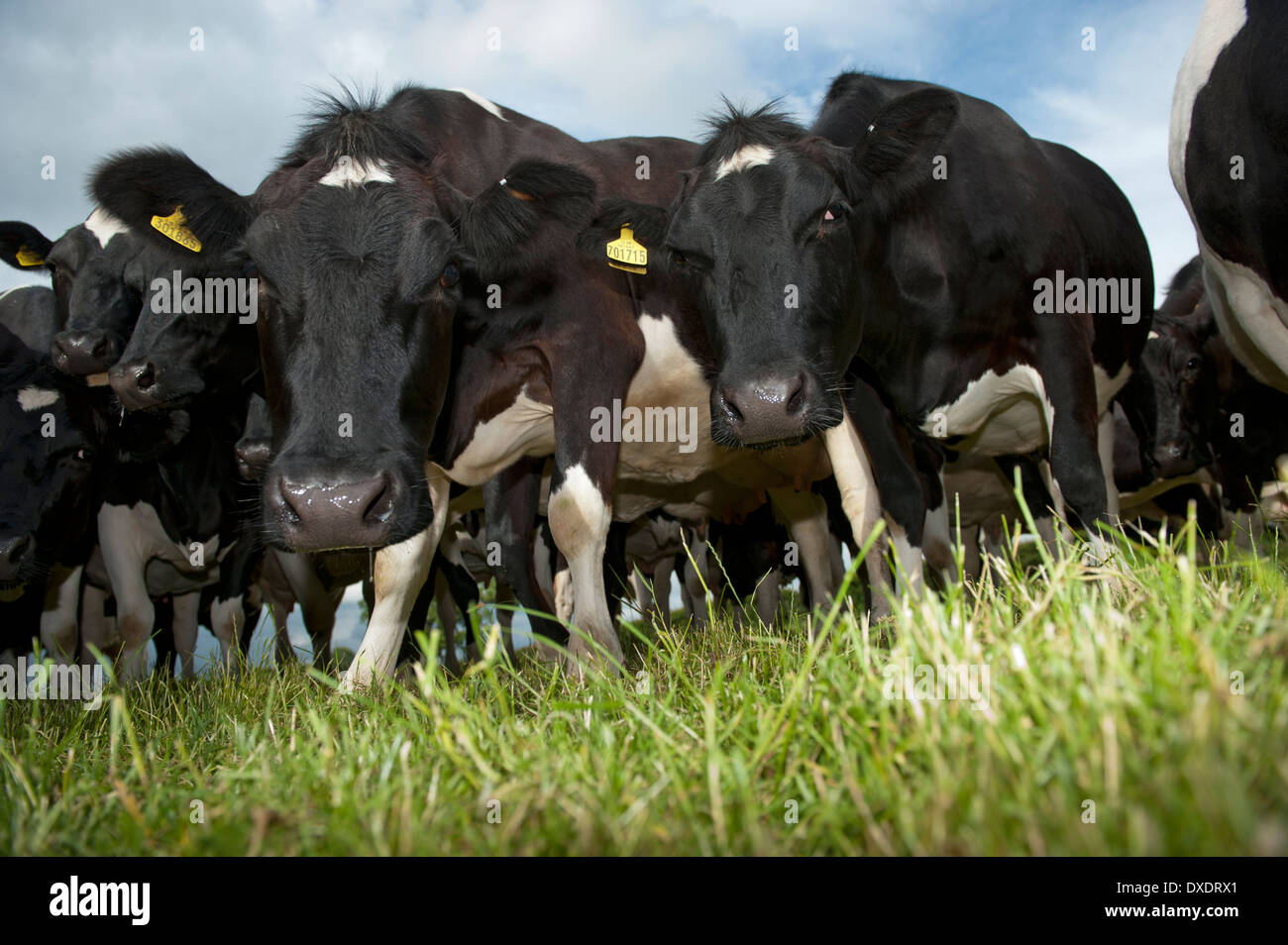 Holstein Friesian dairy cattle grazing in fields. Cumbria, UK Stock ...