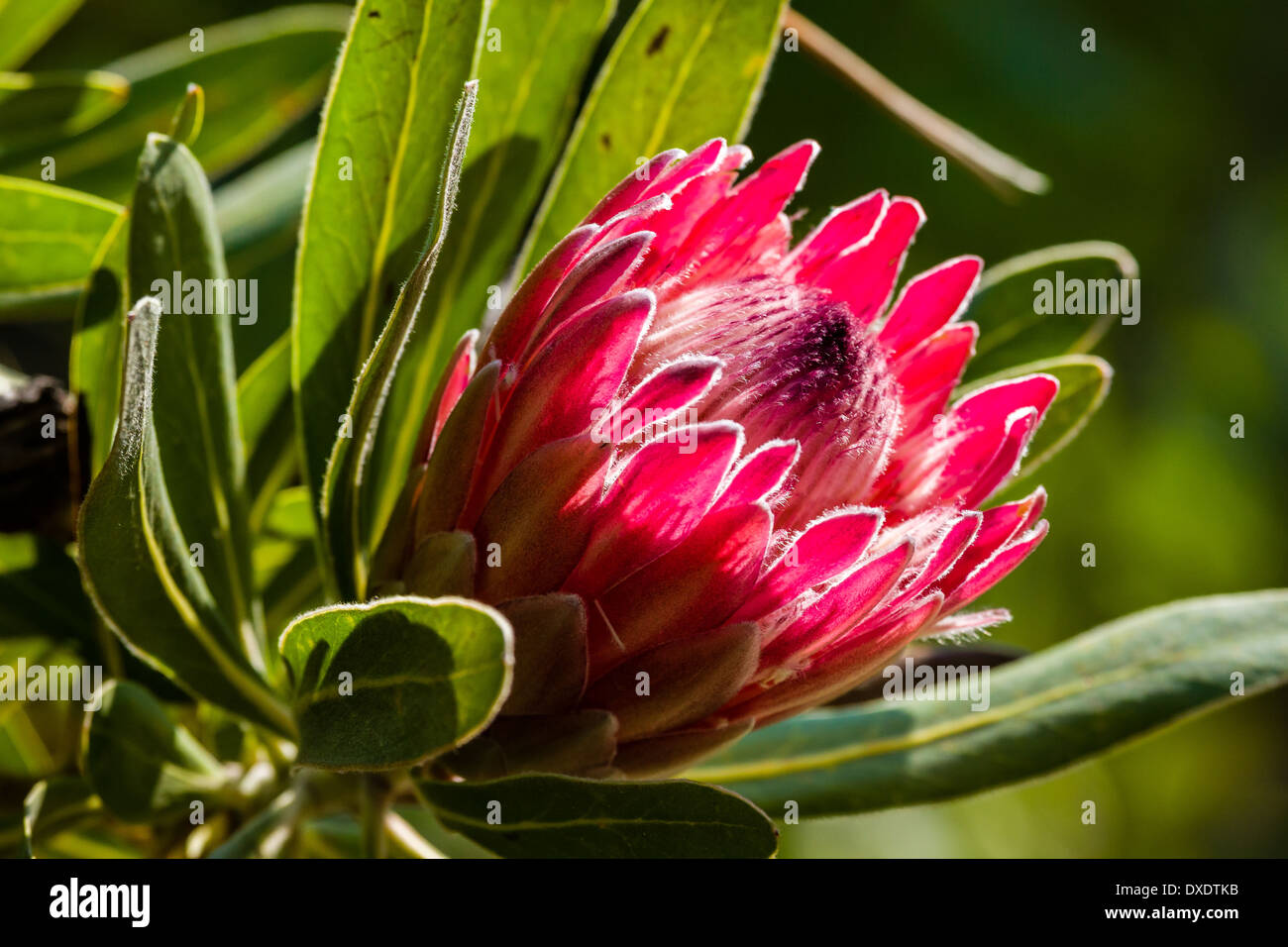 Proteas are best known as the national symbol of South Africa Stock Photo
