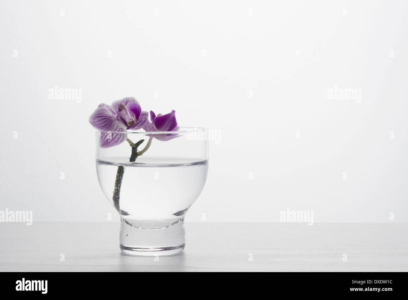 Studio shot of orchid Stock Photo