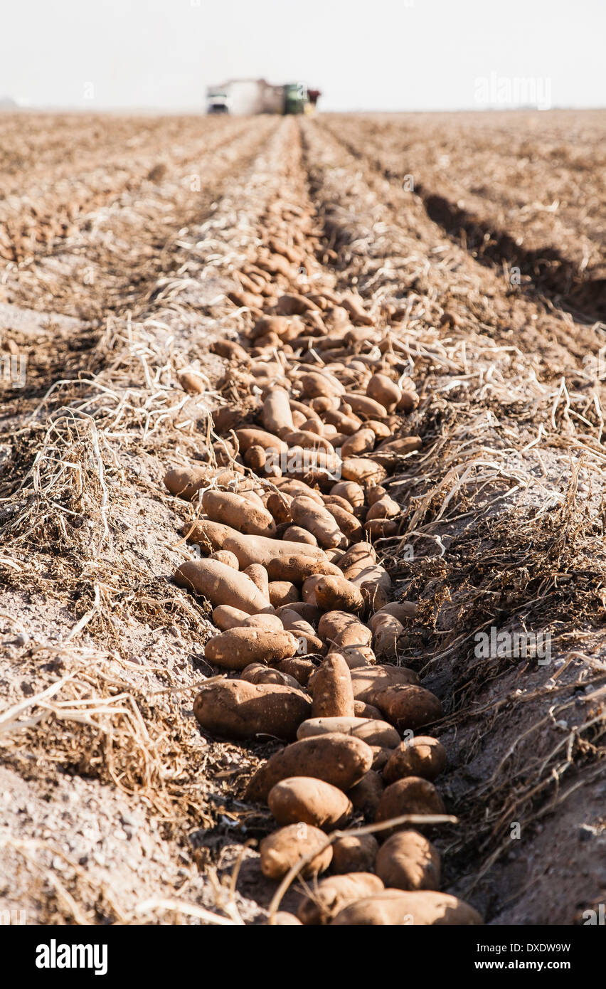 Potato harvest, Colorado, USA Stock Photo