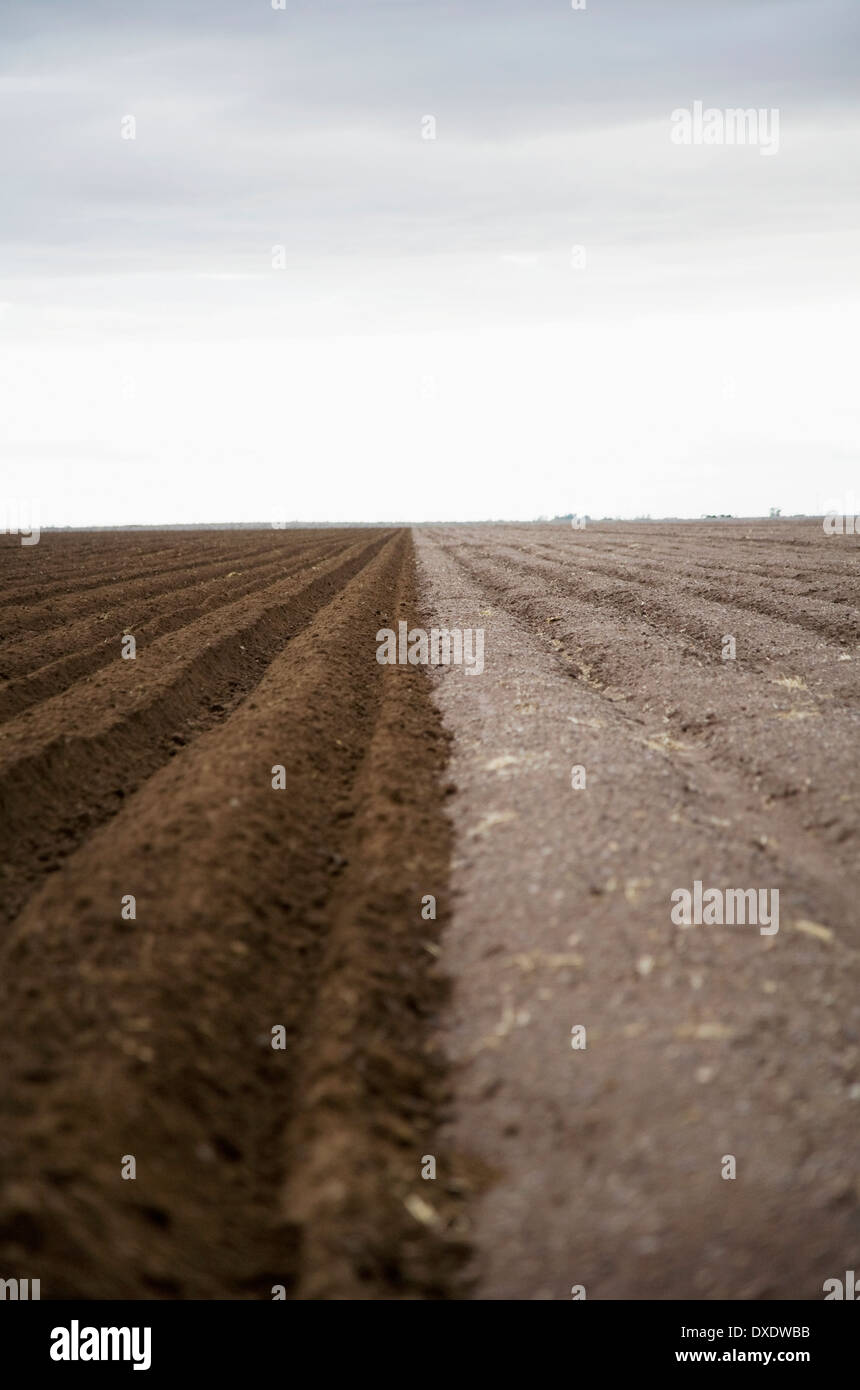 Potato field, Colorado, USA Stock Photo