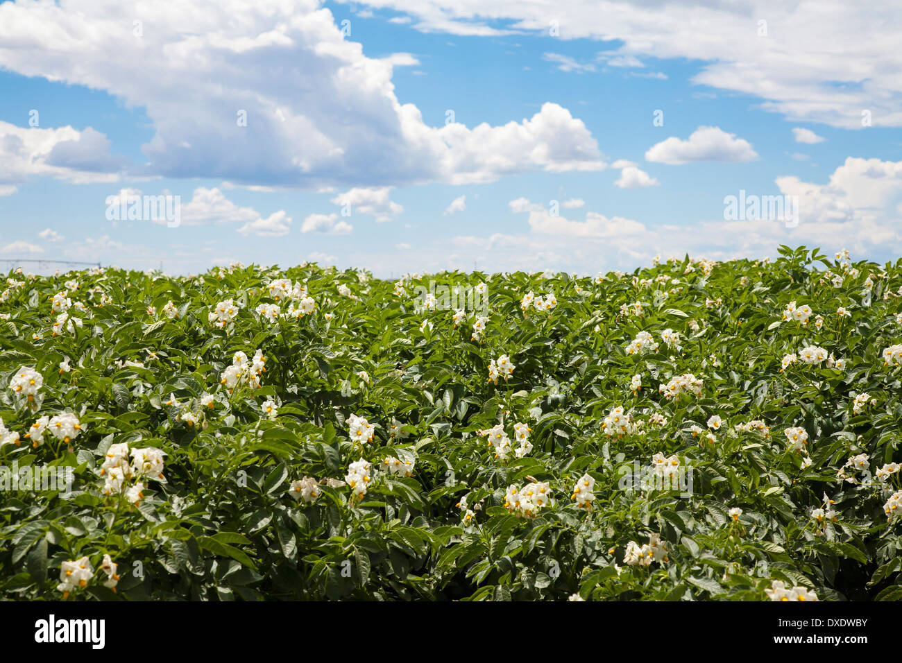 Flowering potato plants, Colorado, USA Stock Photo