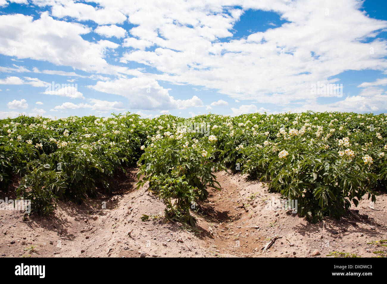 Field of potatoes, Colorado, USA Stock Photo