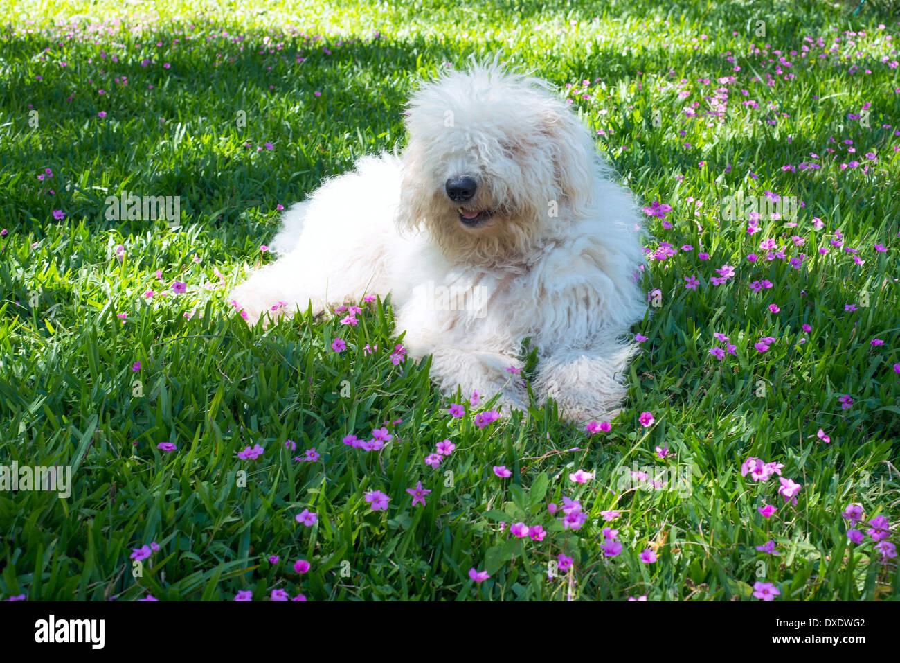 Cute young dog Komondor lying on a flowering meadow Stock Photo