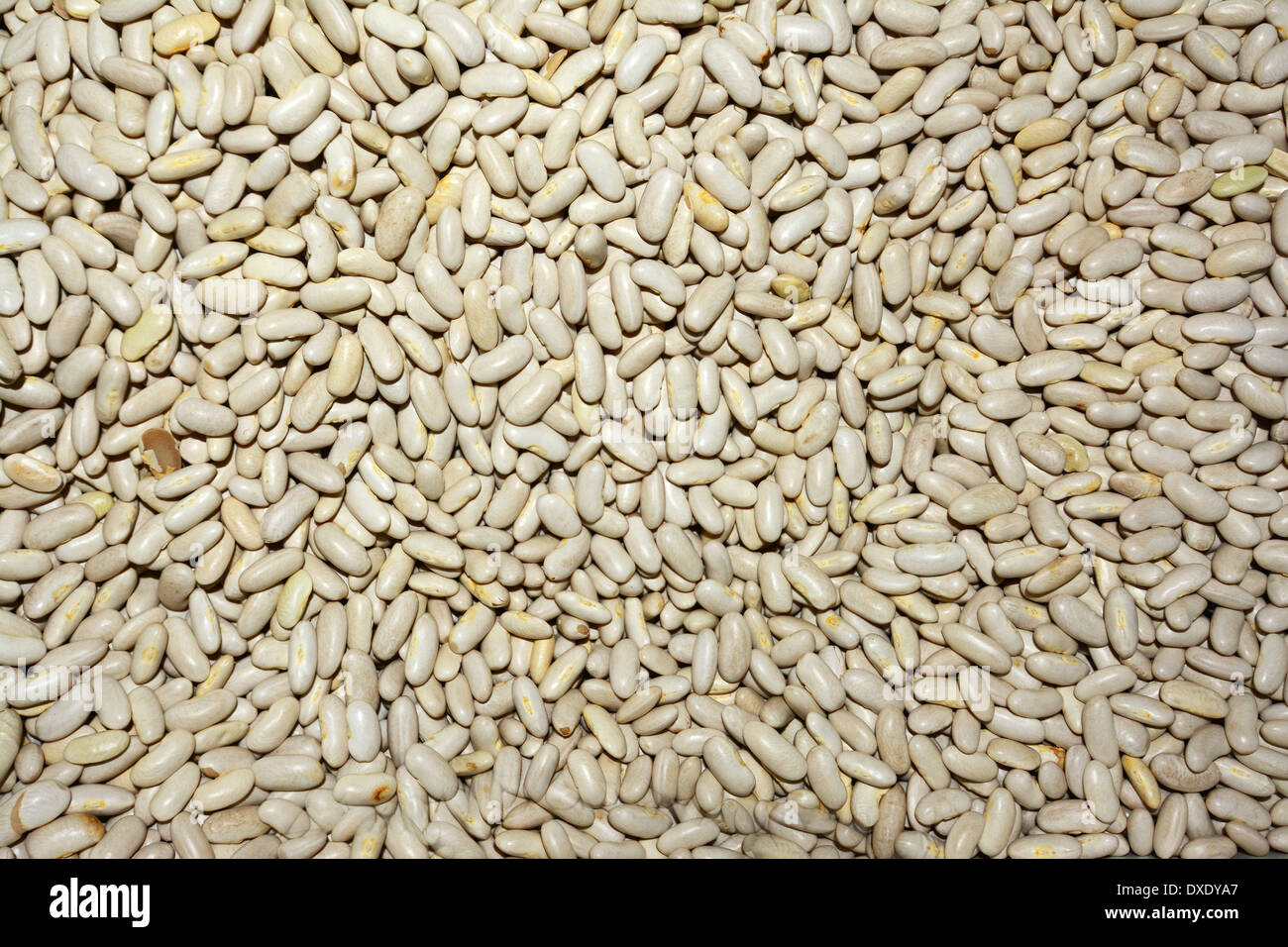 Lima bean plant hires stock photography and images Alamy