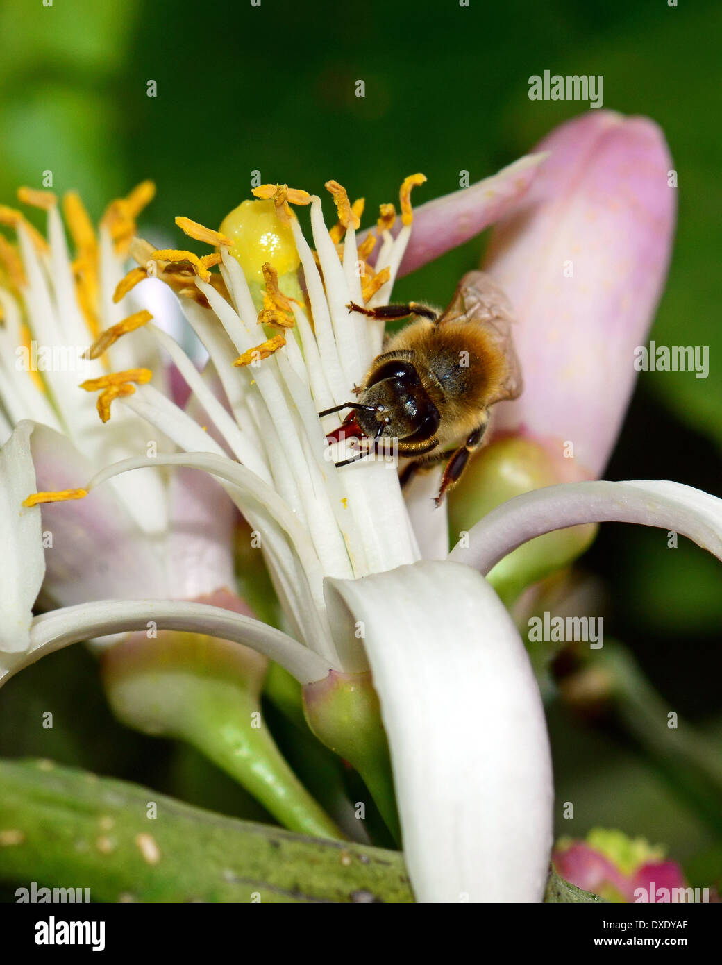 Bee pollinating lemon flower Stock Photo Alamy