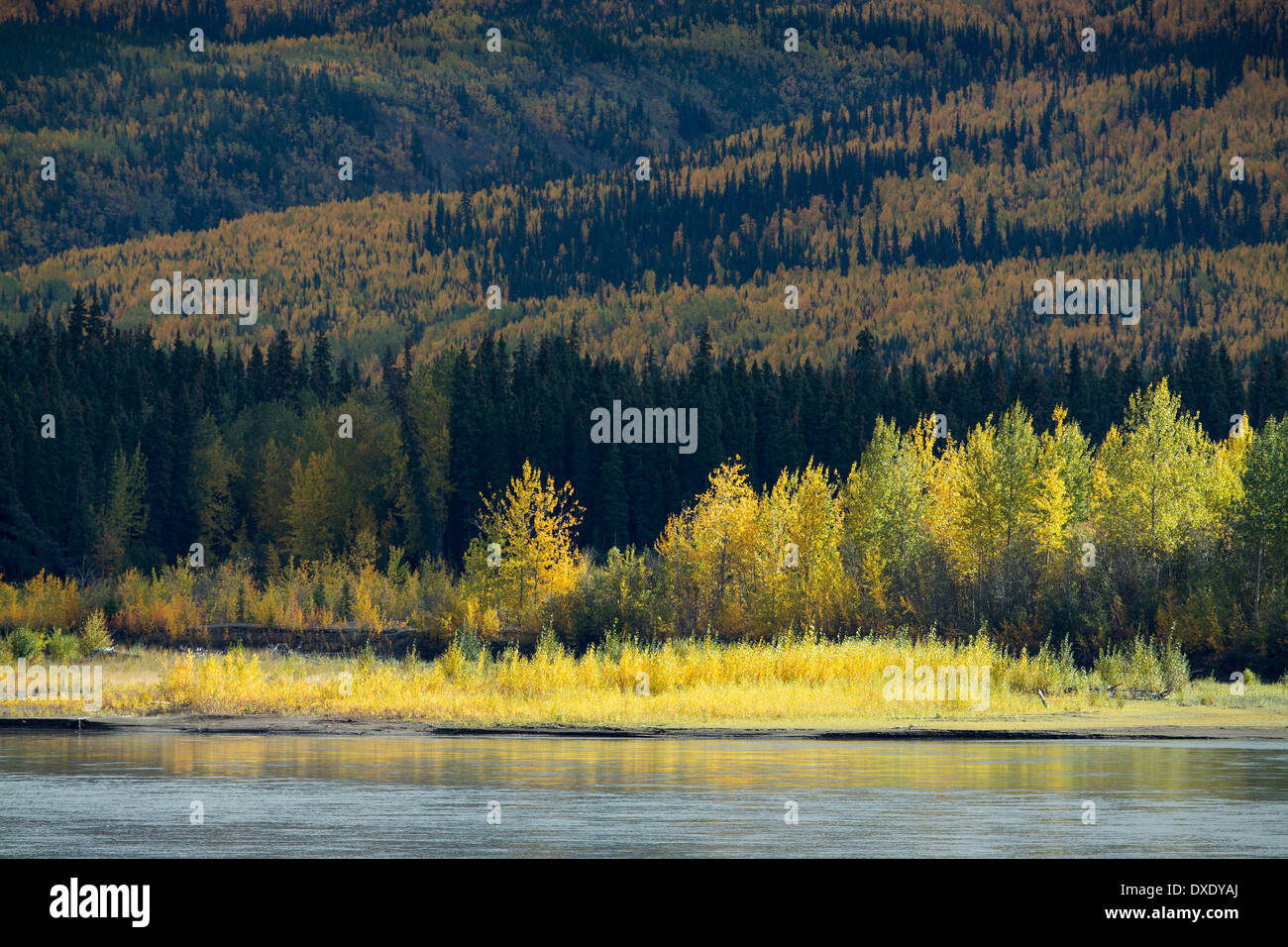 Autumn colour lining the Klondike Highway near Moose Creek, Yukon Territories, Canada Stock Photo