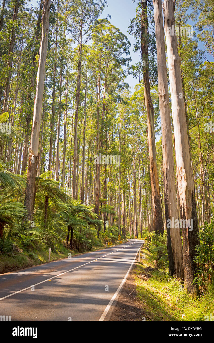 Towering trees and tree ferns in the forest along the Black Spur in the