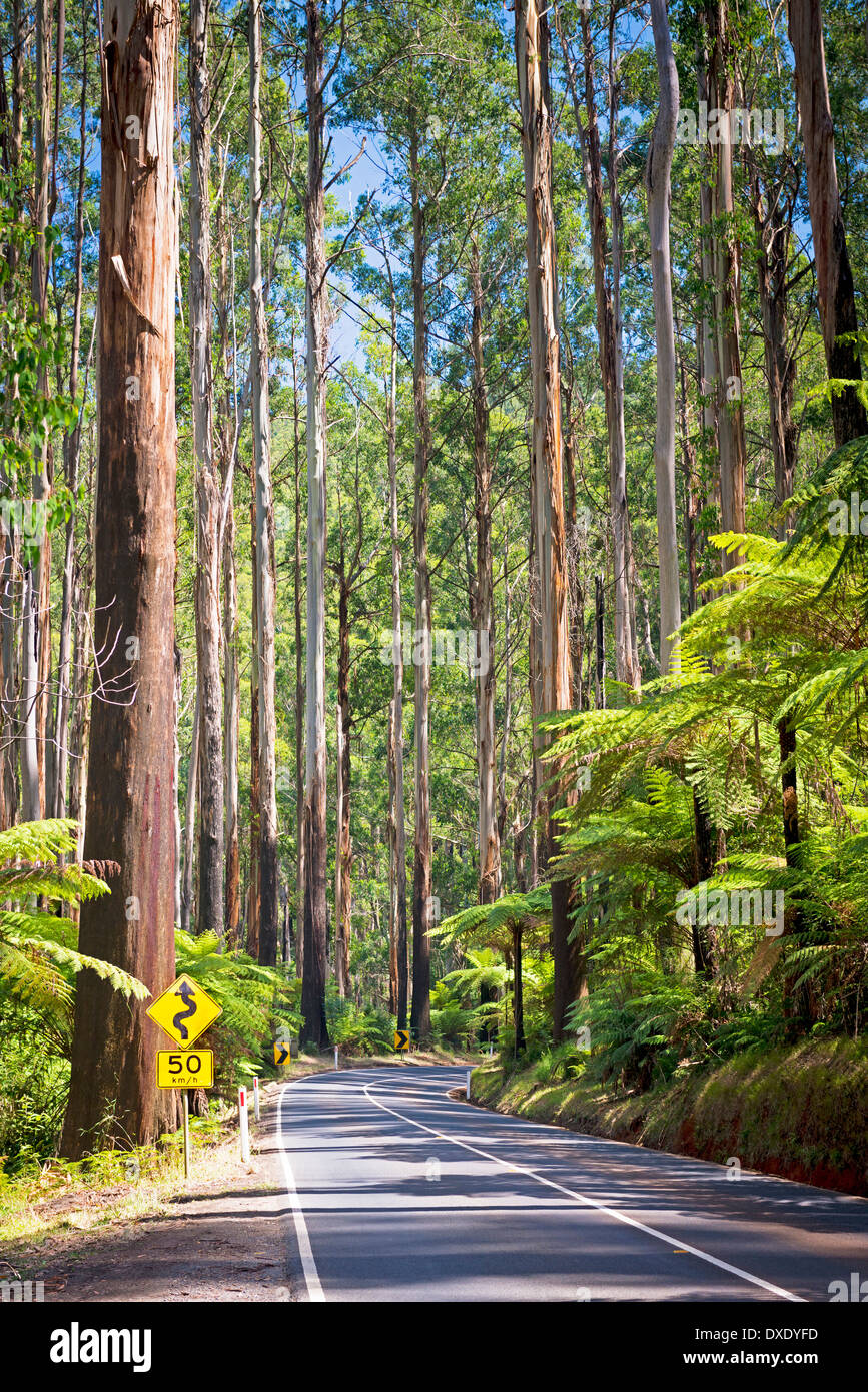 Towering trees and tree ferns in the forest along the Black Spur in the Yarra Valley, Victoria, Australia Stock Photo