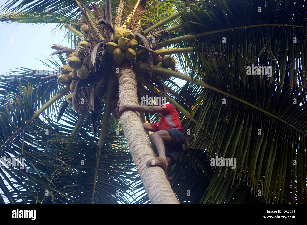 Coconut picker at Goa Beach, India Stock Photo