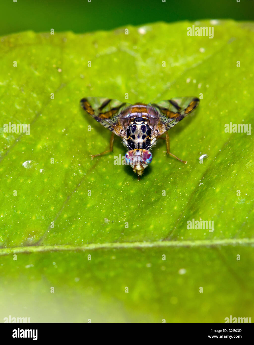 Fruit-fly on leaf Stock Photo