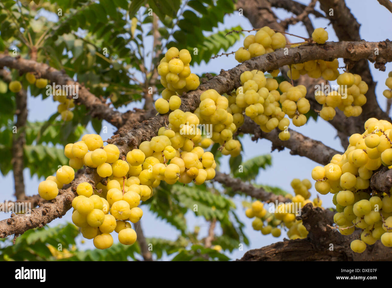Star Gosseberry Phyllanthus acidus tree Stock Photo