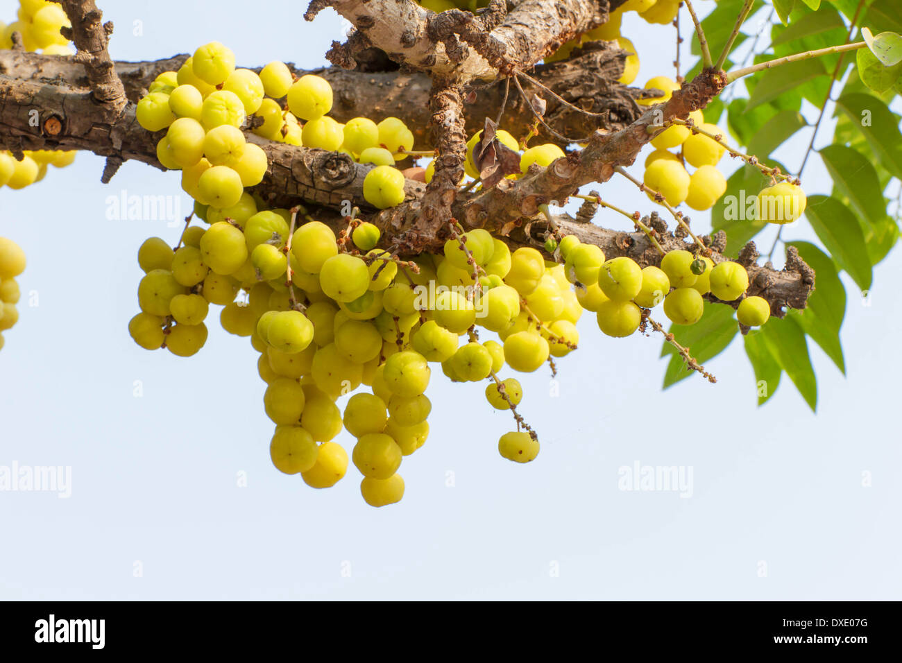 Star Gosseberry Phyllanthus acidus tree Stock Photo