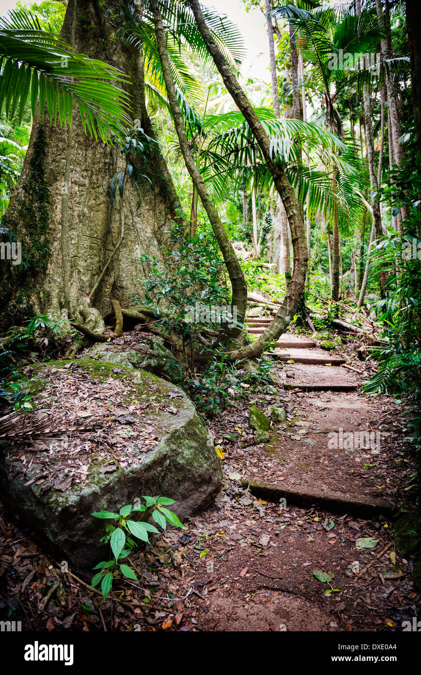 Path through old growth forest along the Mount Warning trail in New South Wales, Australia Stock Photo