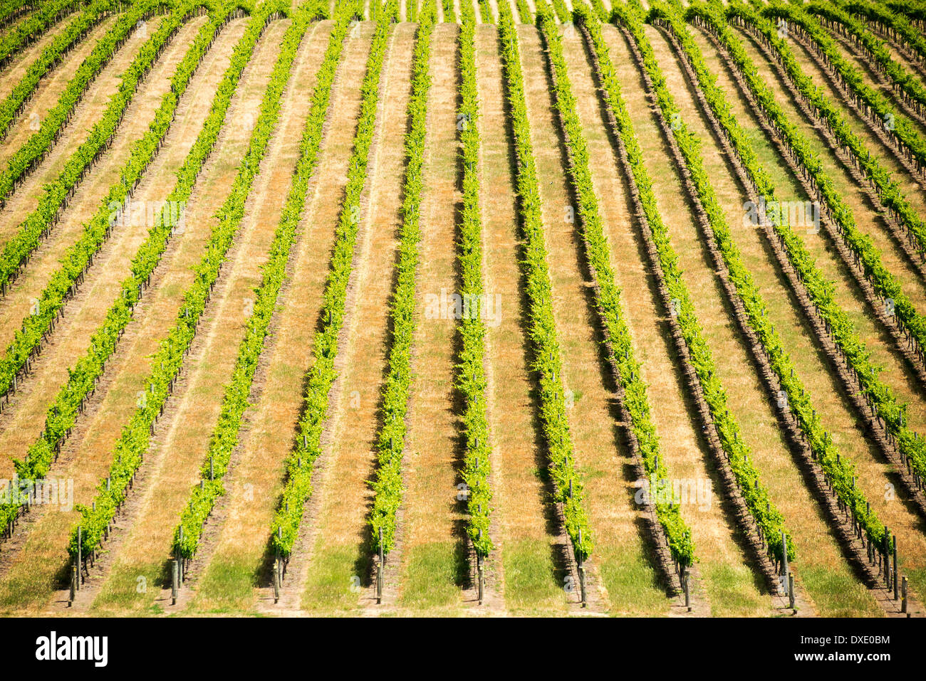 Grape vines in rich, vibrant green stretch out in the wine regions of