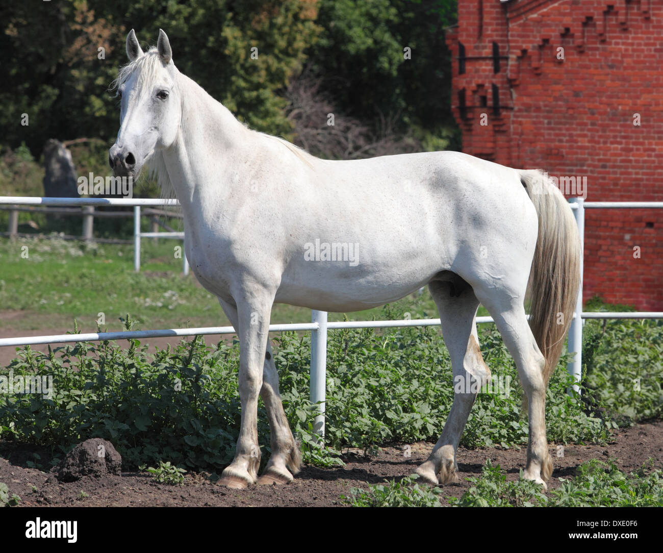 White horse Orlov trotter mare in Novotomnikovo stud Stock Photo