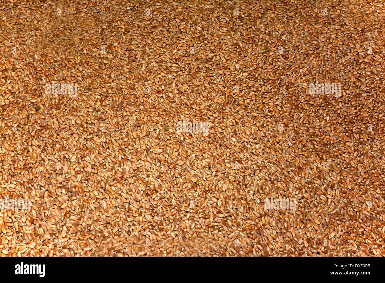 Wheat grains Stock Photo