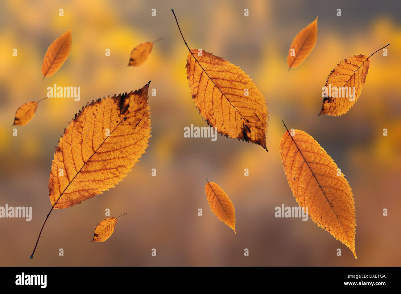 autumn is coming, concept with faded cherry leaves falling from tree over out of focus color background Stock Photo