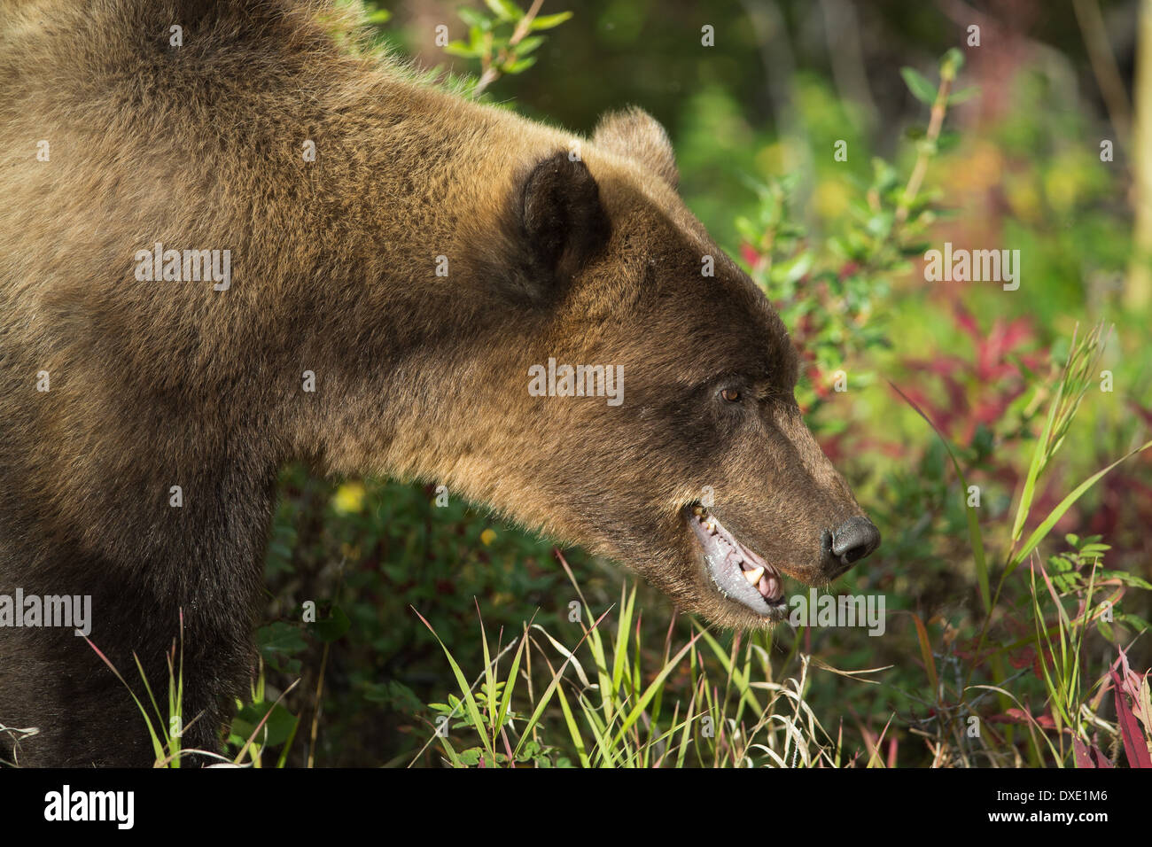 a juvenile Grizzly Bear, Kluane National Park, Yukon Territories, Canada Stock Photo