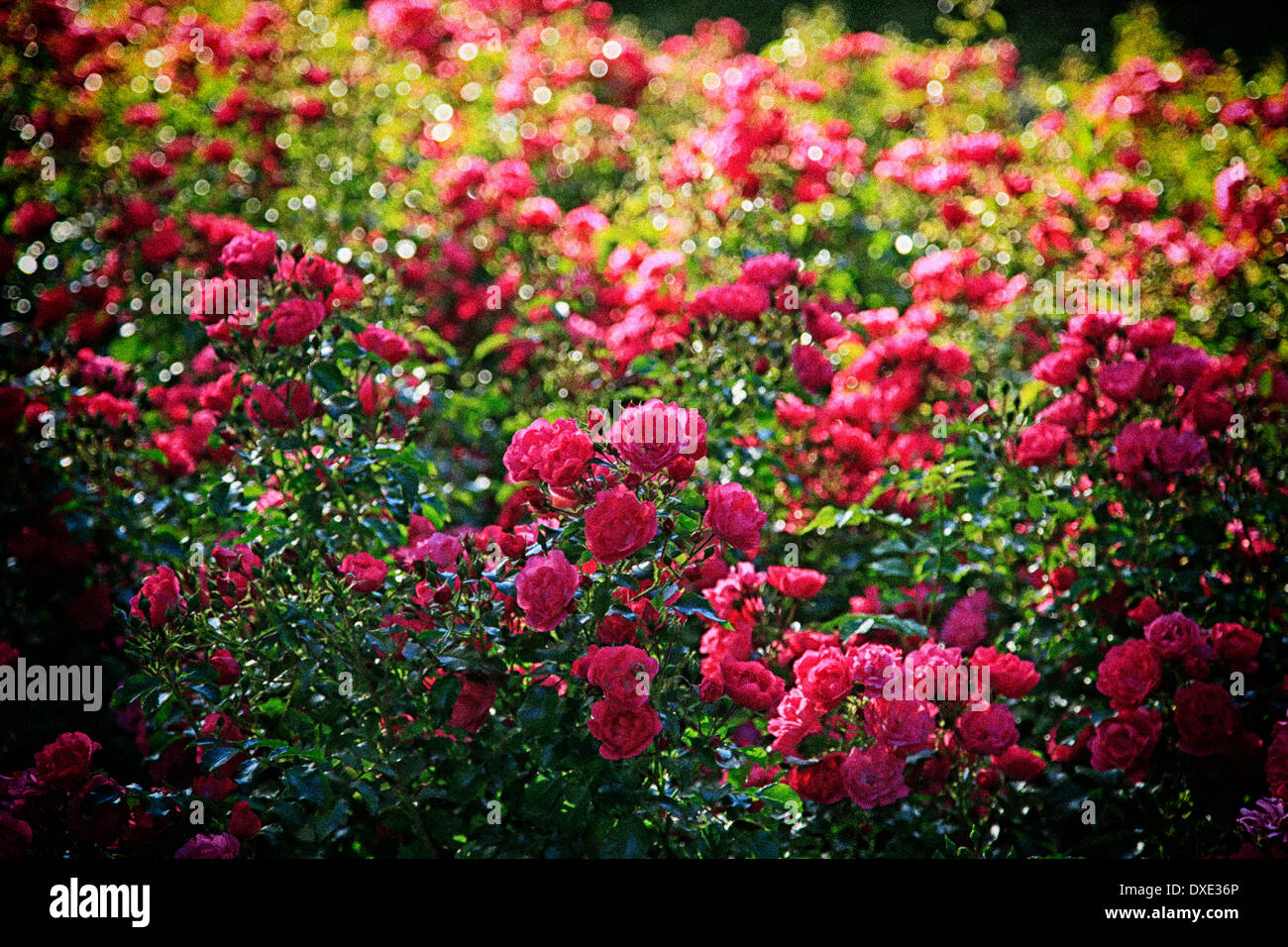 Summer rose blooms Stock Photo Alamy