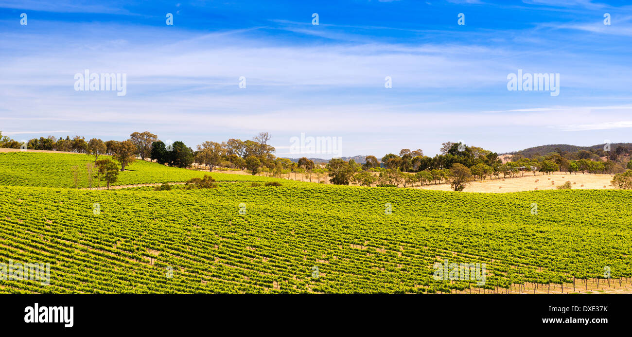 Australian grapes hires stock photography and images Alamy