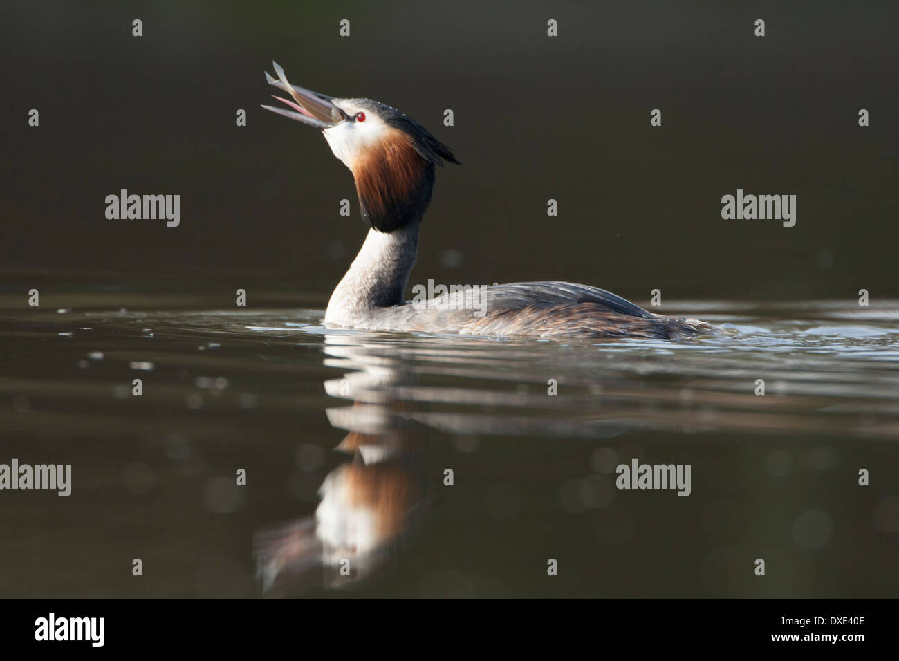 Great Crested Grebe eating a fish in a dark background Stock Photo