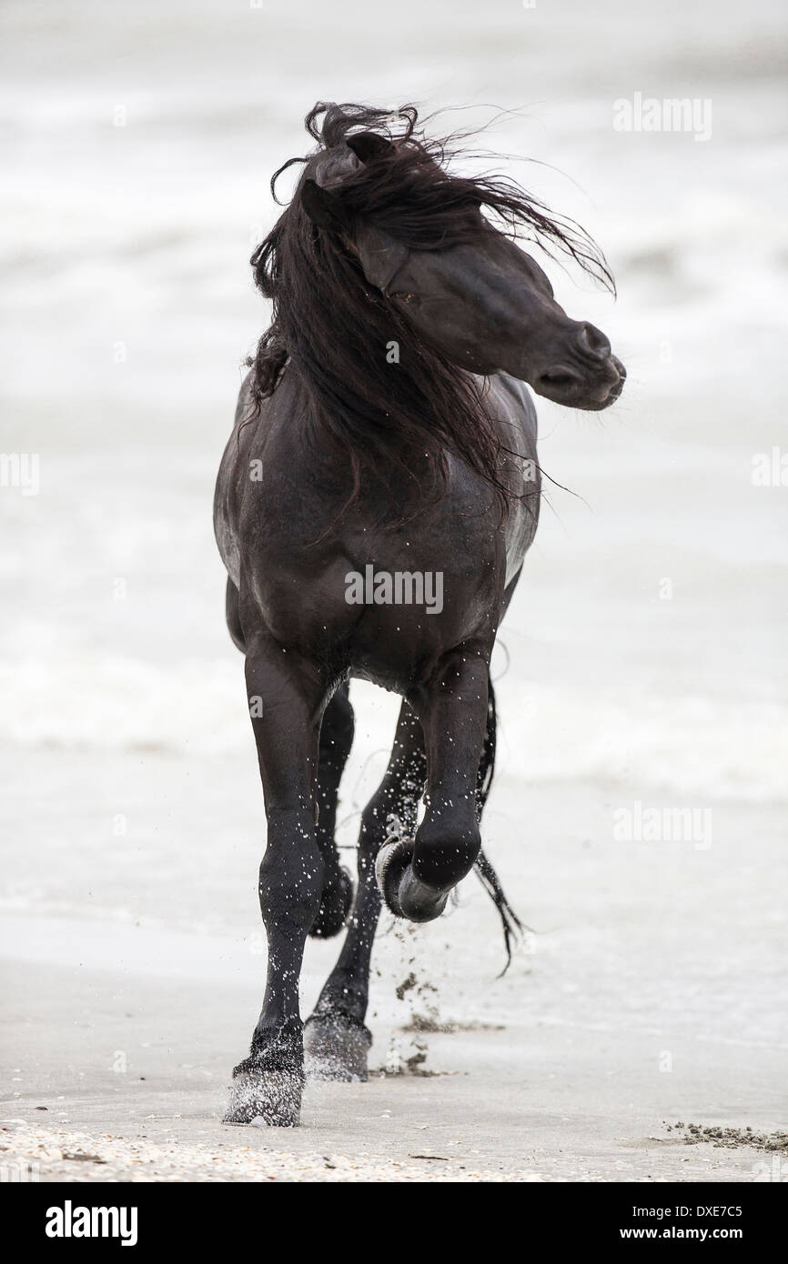 Friesian Horse. Black stallion displaying on a beach. Romania Stock Photo