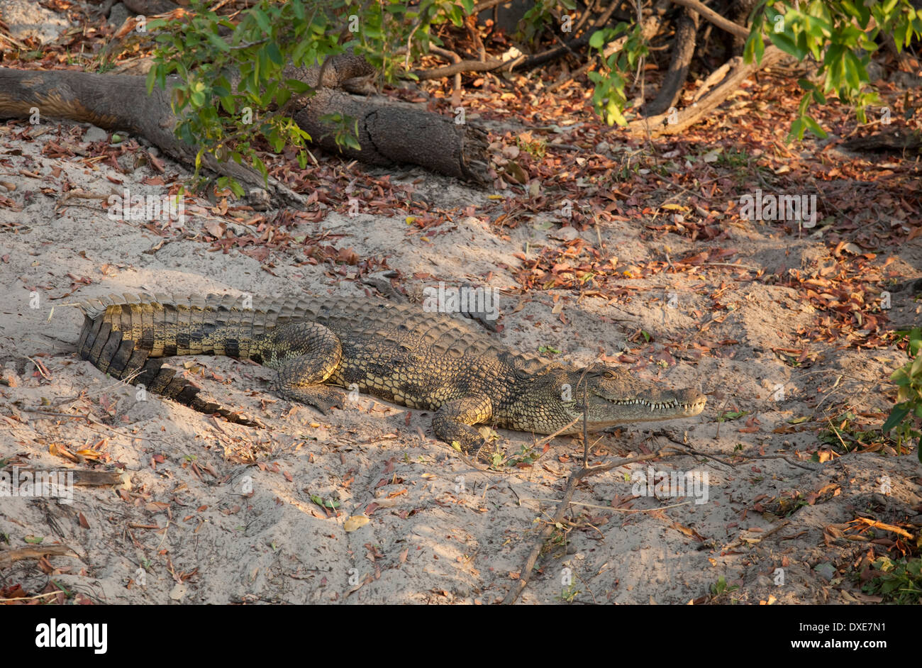 Crocodile on bank Zambezi Valley near Livingstone Zambia Stock Photo