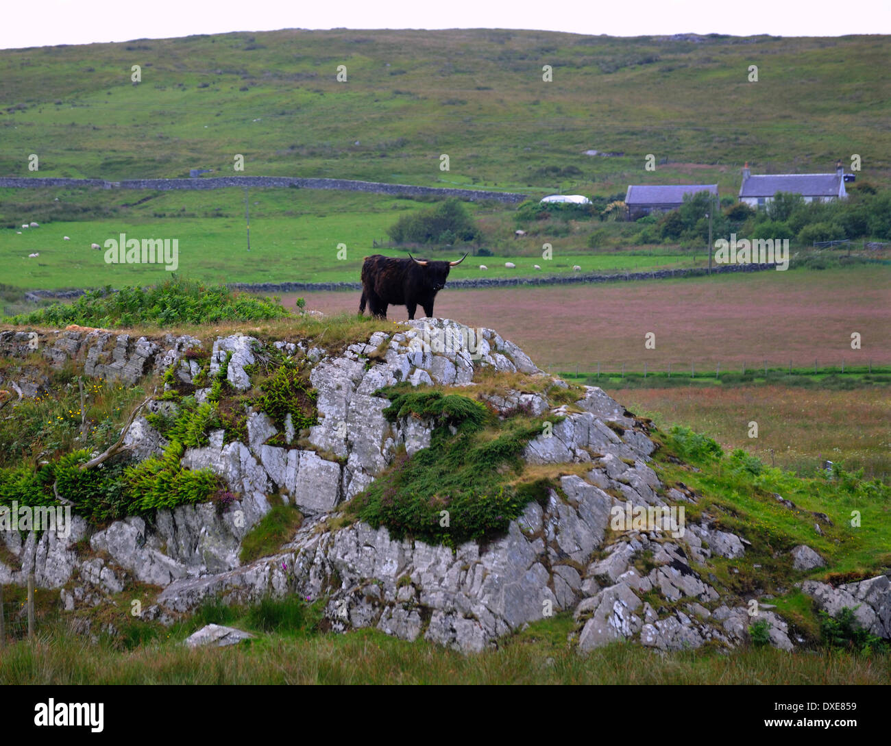 Black highland cow on rocks hi-res stock photography and images - Alamy