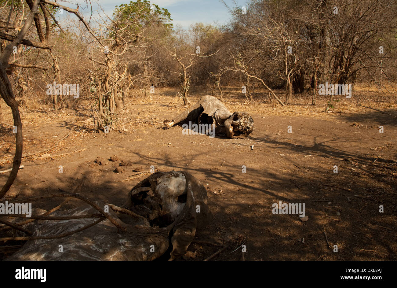 Dead elephant carcass hi-res stock photography and images - Alamy