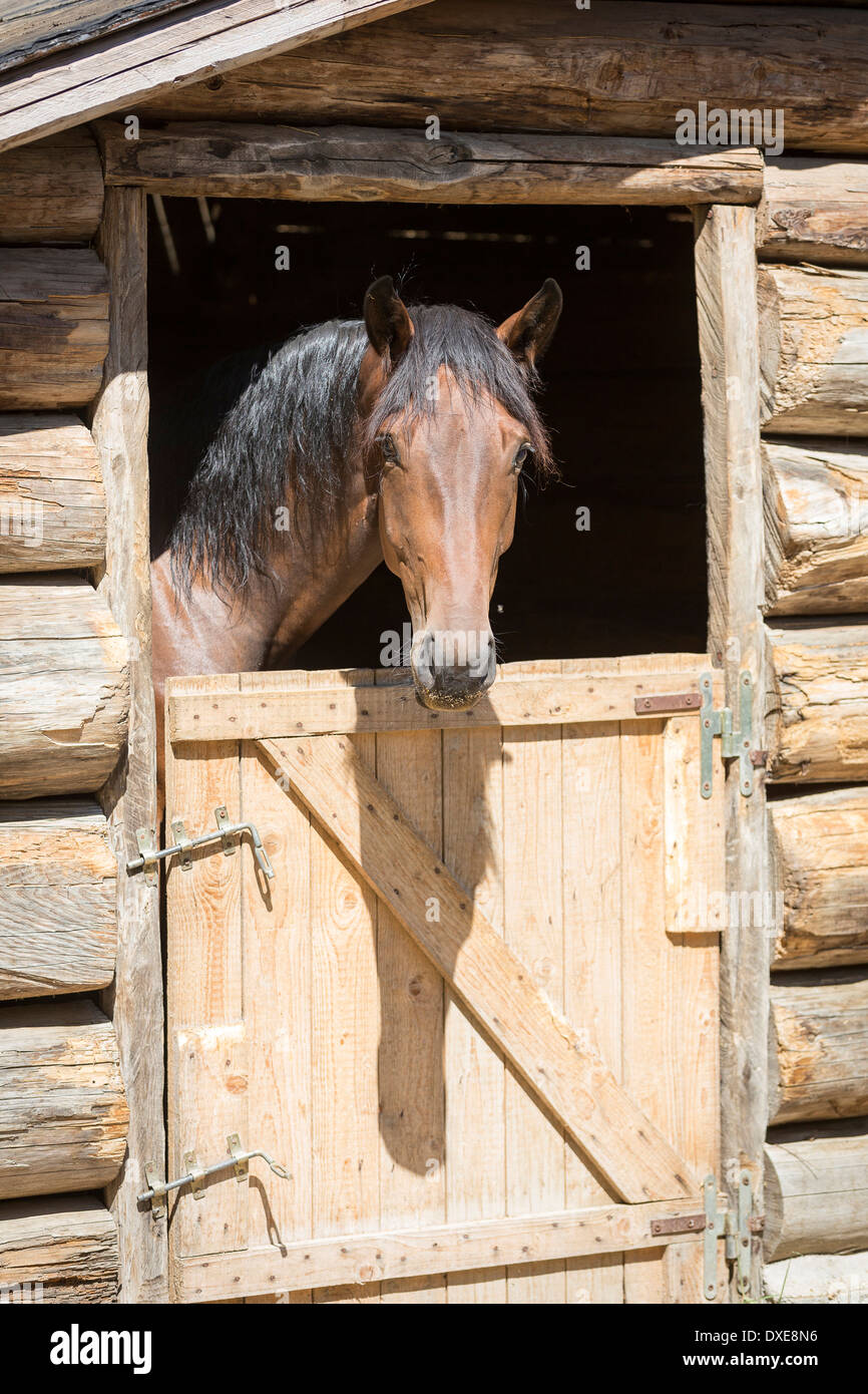 Oldenburg Horse. Bay adult looking out from a stable. Italy Stock Photo