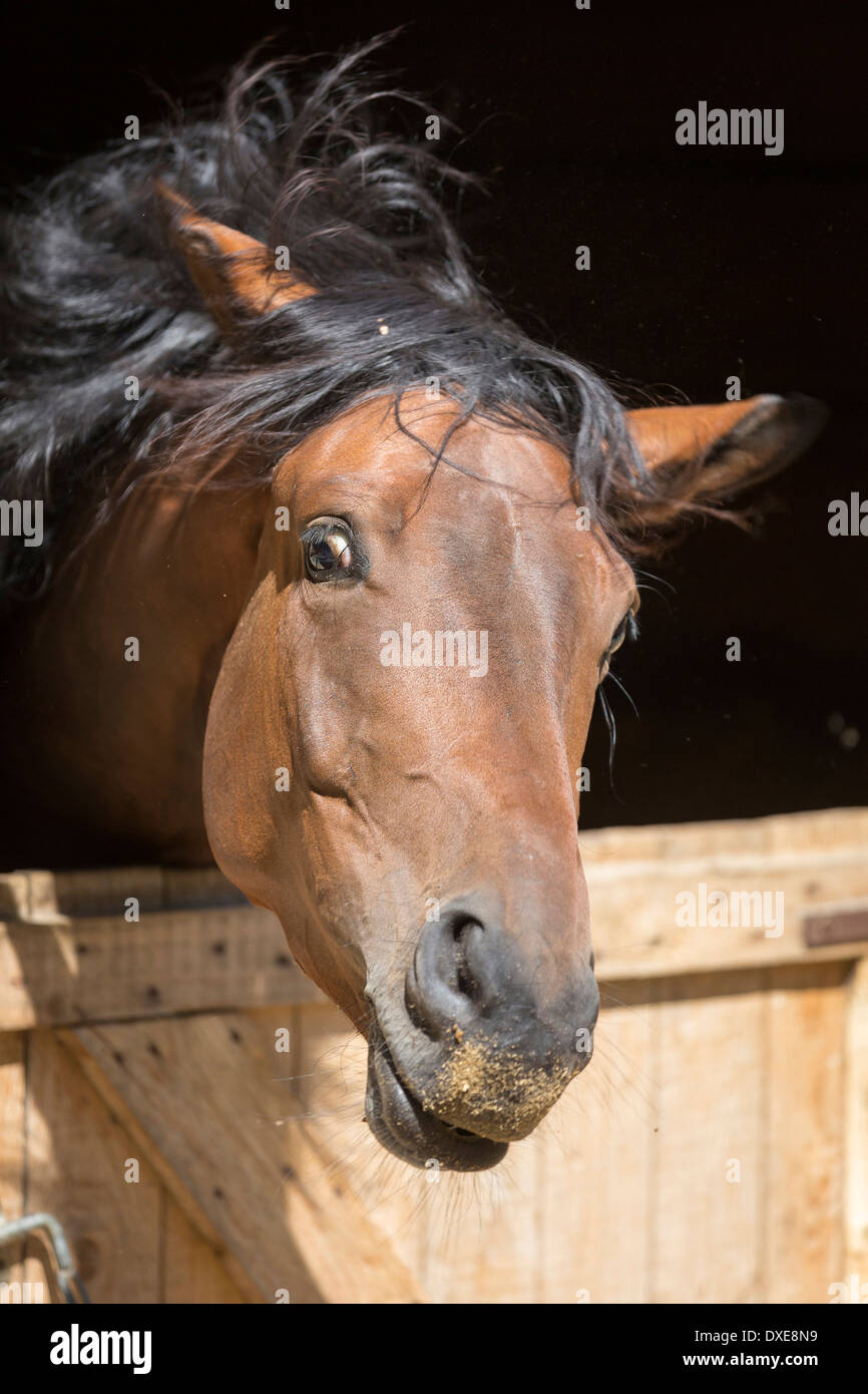 Oldenburg Horse. Bay adult looking out from a stable. Italy Stock Photo