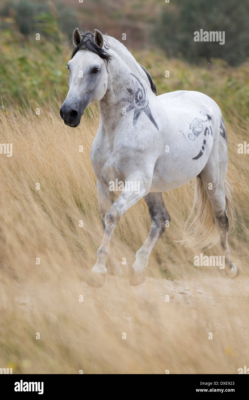 Pure Spanish Horse Andalusian Dapple gray stallion trotting in