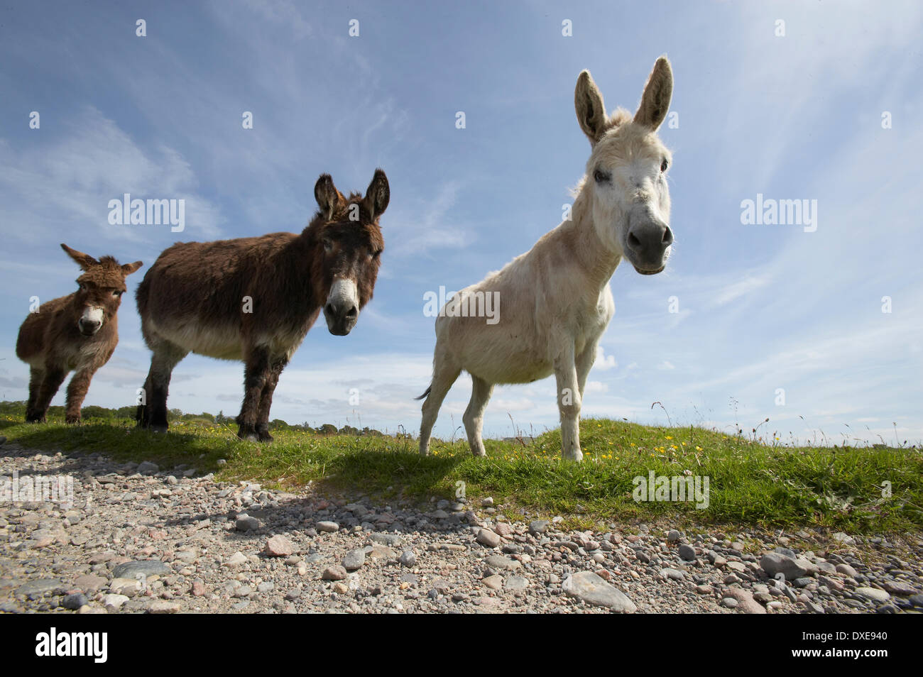 Donkeys Stock Photo