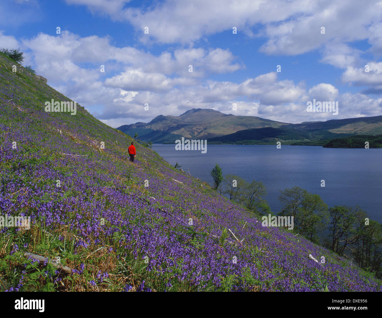 Bluebells above Loch Lomond with Ben Lomond in view. Stock Photo