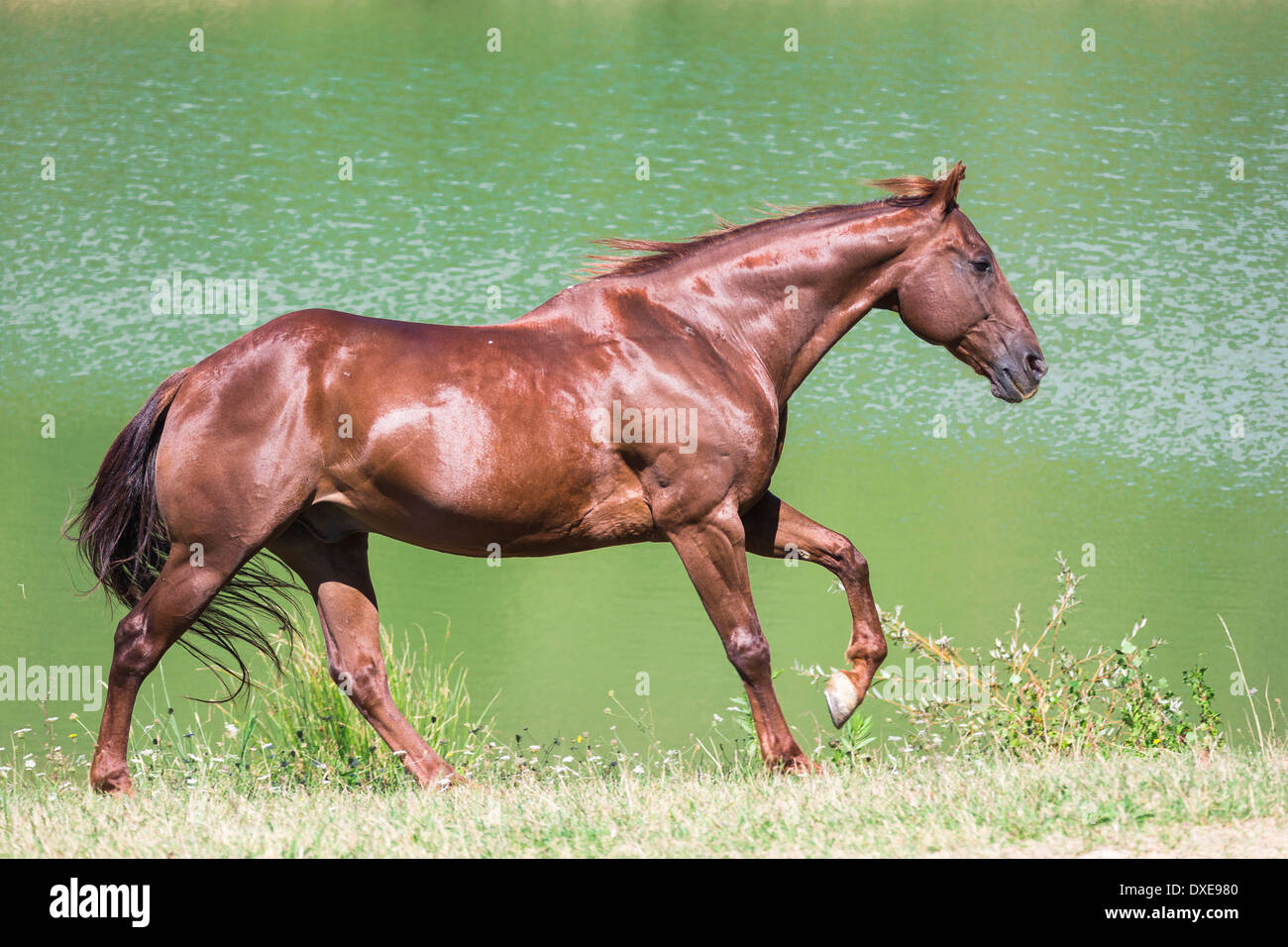 American Quarter Horse. Chestnut adult galloping next to a lake. Italy