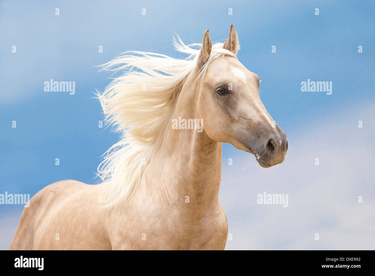 palomino stallion of quarterhorse breed. 909996 Stock Photo at Vecteezy