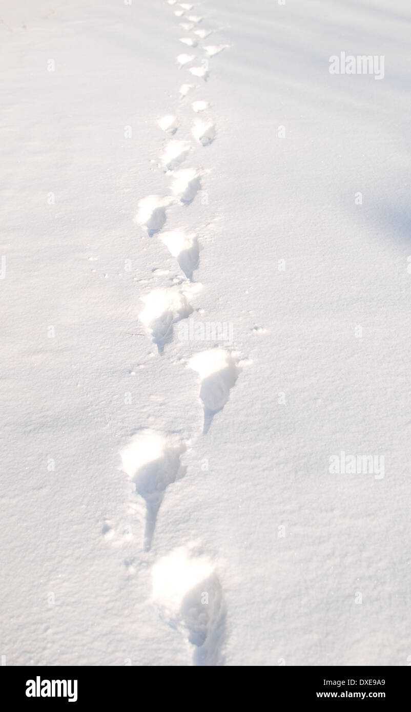 footprints in a snow Stock Photo - Alamy