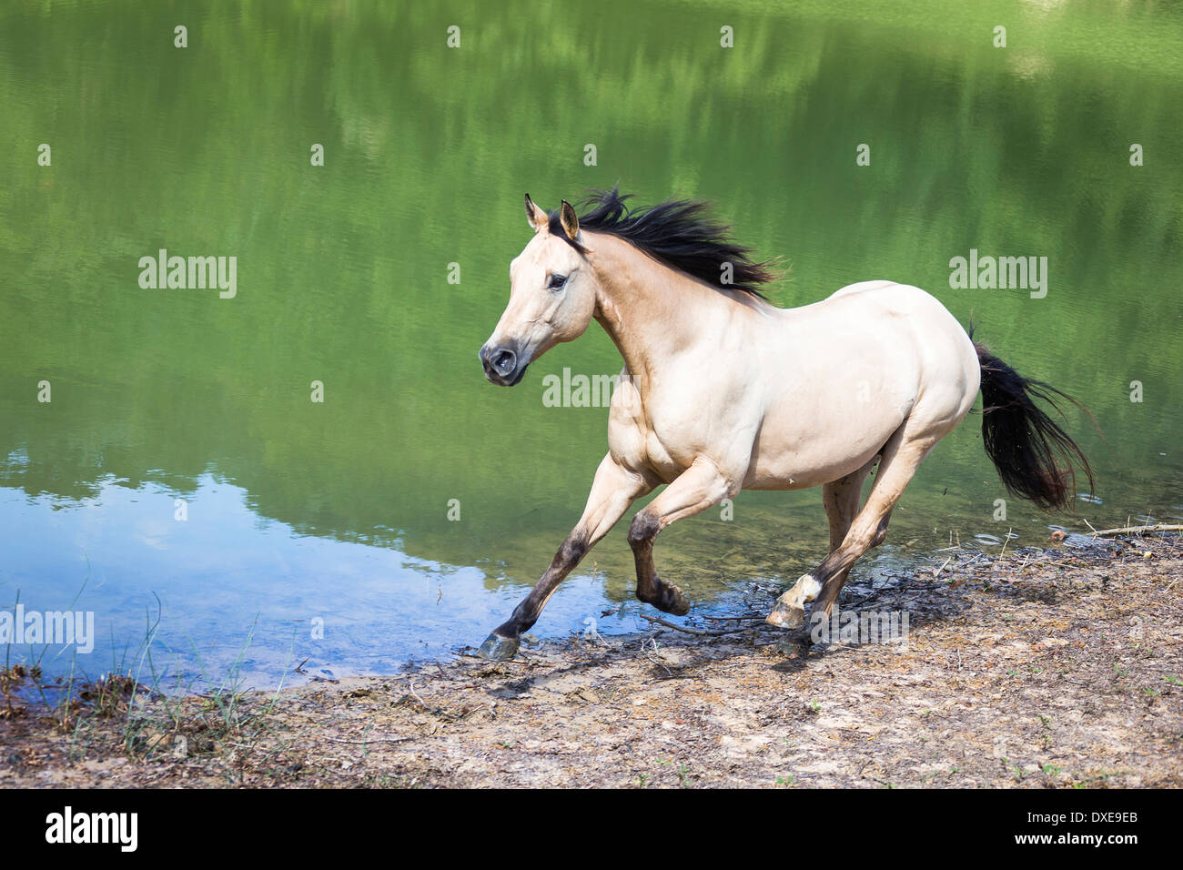 American Quarter Horse. Dun adult galloping next to a lake. Italy Stock