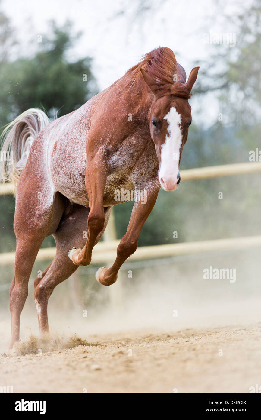 American Quarter Horse. Strawberry roan gelding bucking in a paddock. Italy  Stock Photo - Alamy