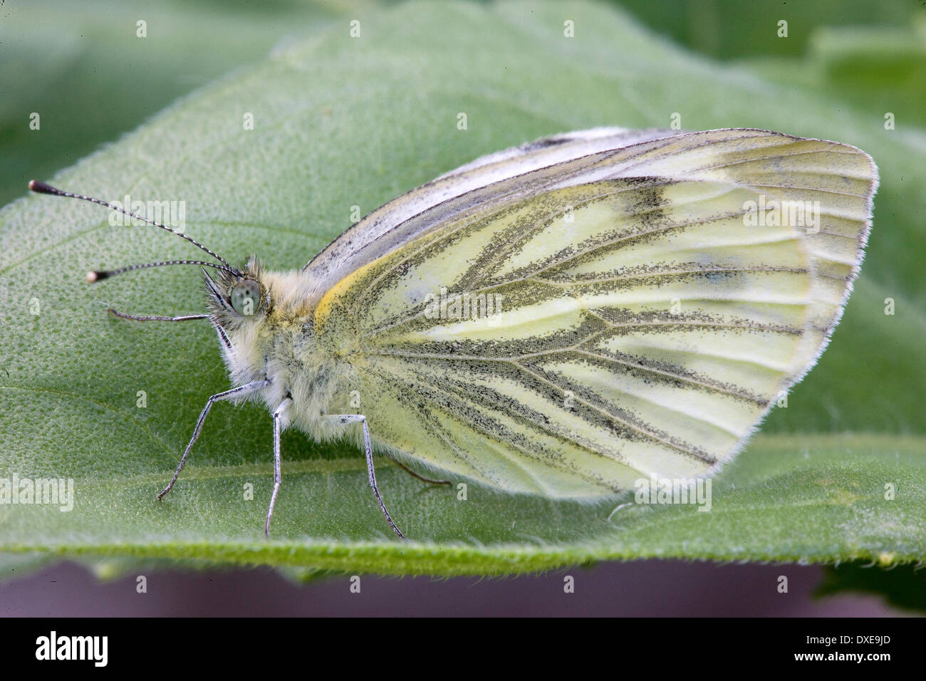 Green Veined Butterfly Stock Photo