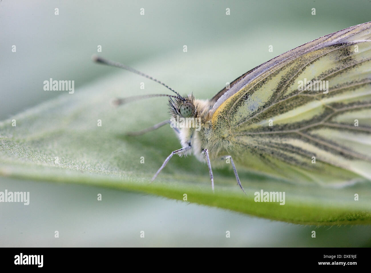 Green Veined White Butterfly Stock Photo