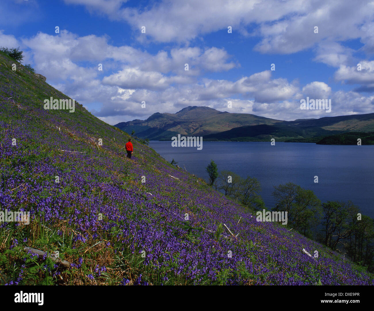 Bluebells above Loch Lomond with Ben Lomond in view.Dumbartonshire. Stock Photo
