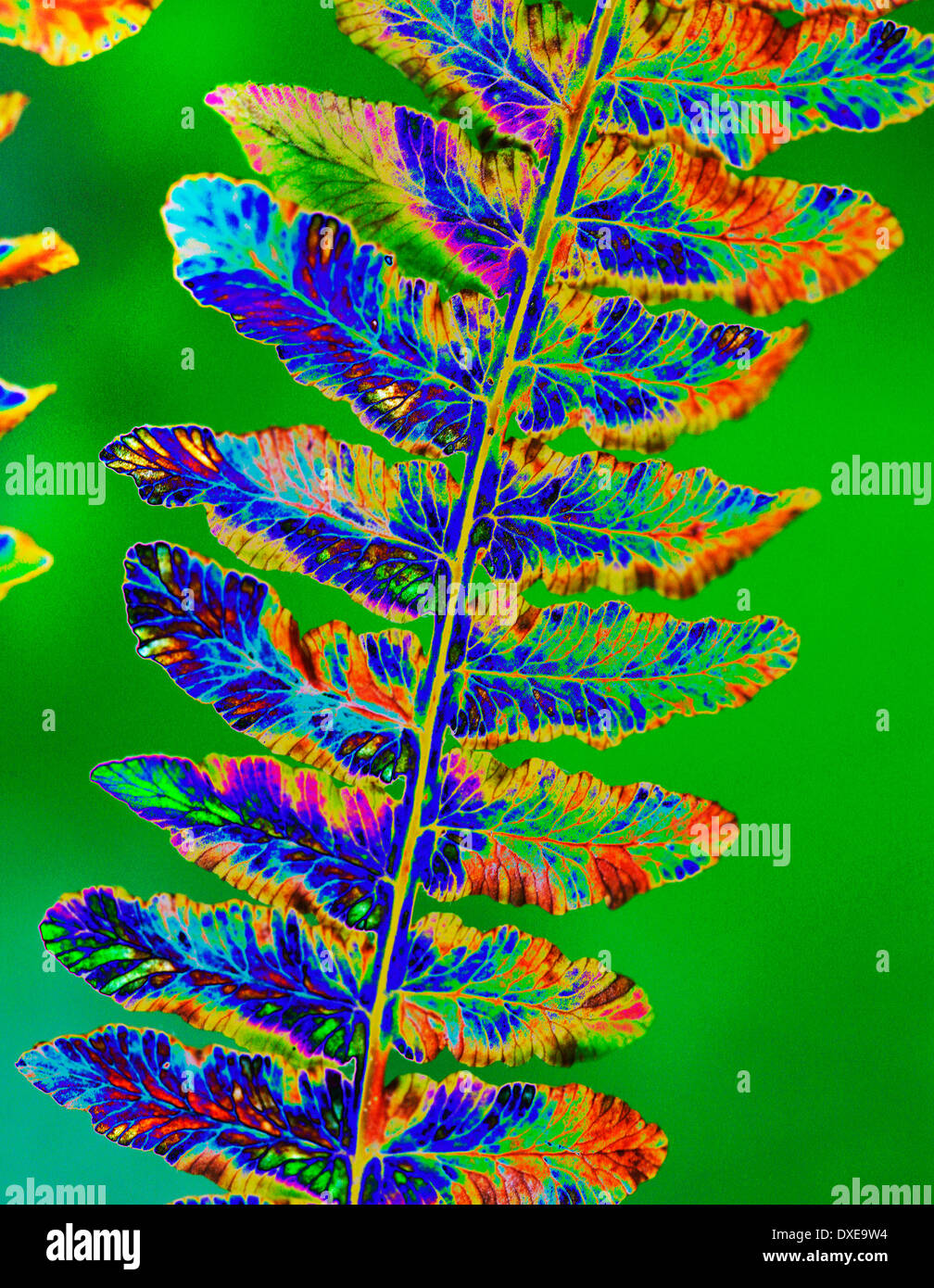 Fern in nature hi-res stock photography and images - Alamy
