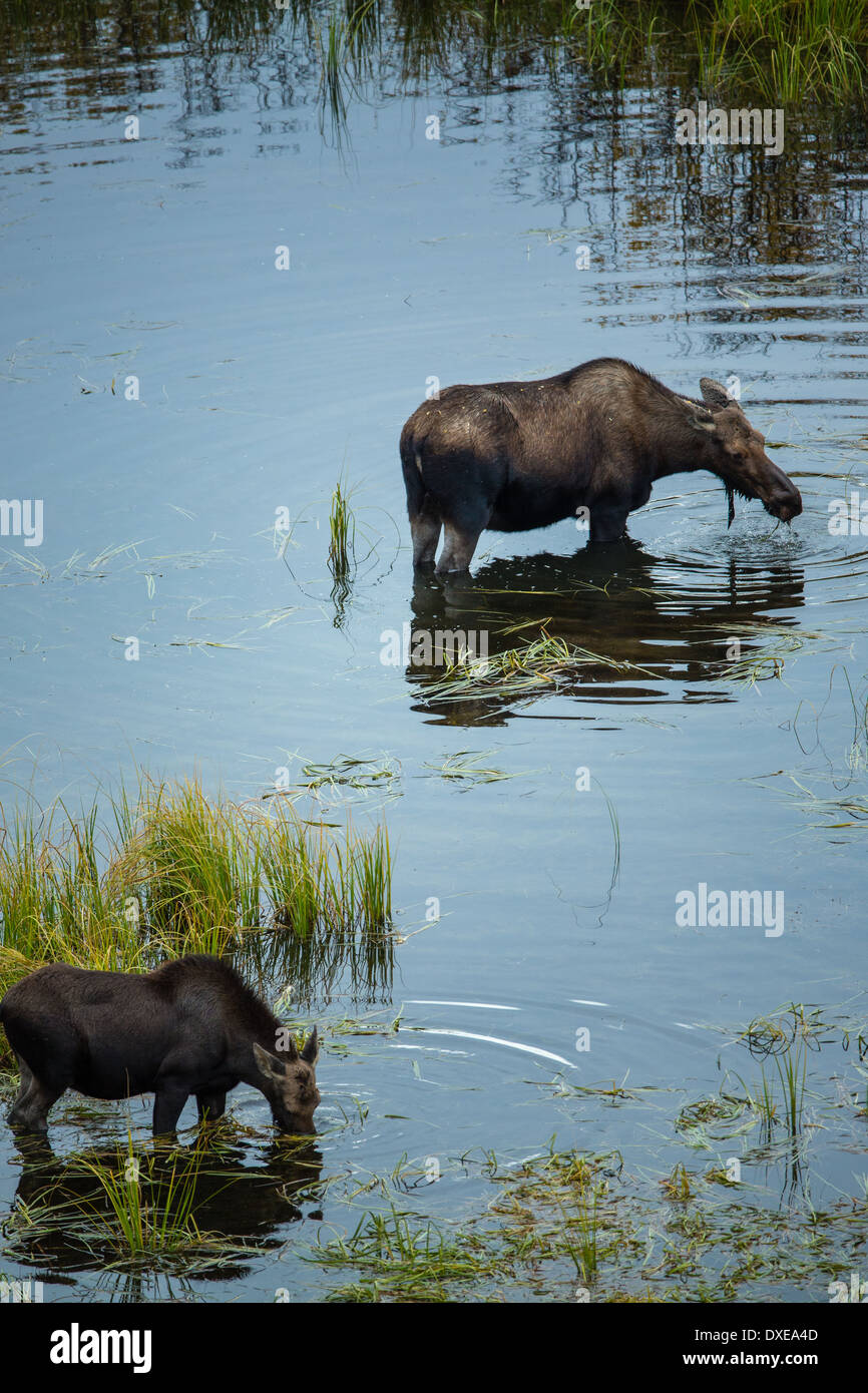 A cow moose and her calf in the Stewart River, Yukon Territories, Canada Stock Photo