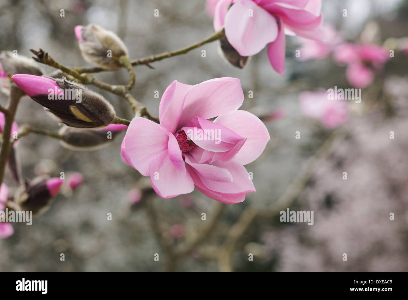 Magnolia Caerhays Belle tree flowering. UK Stock Photo