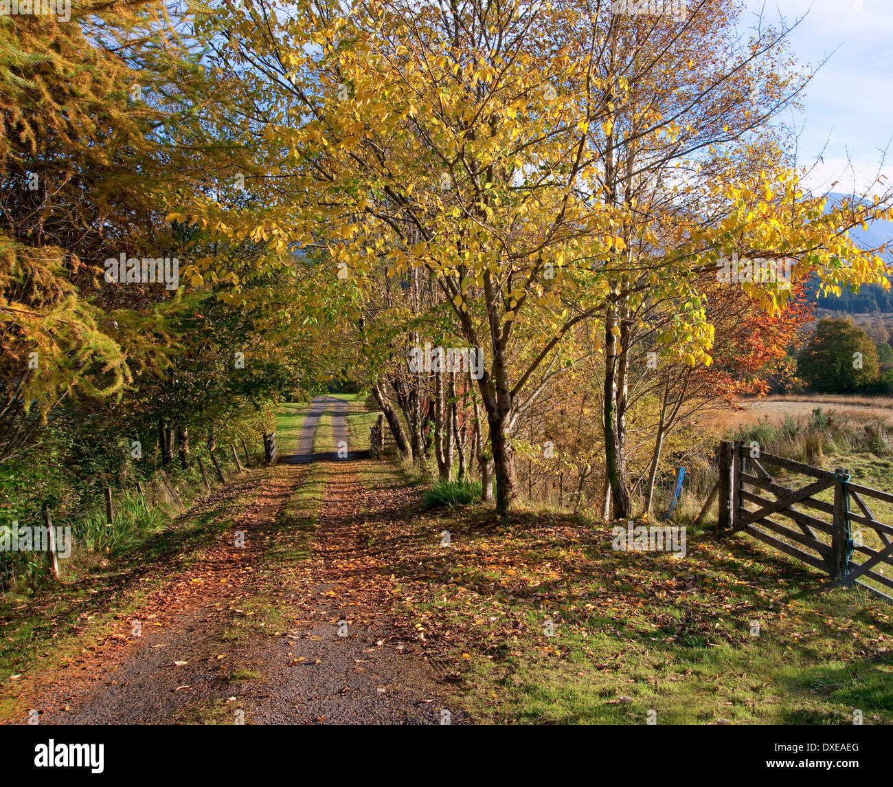Country Lane Spring Lane in country hi-res stock photography and images - Alamy